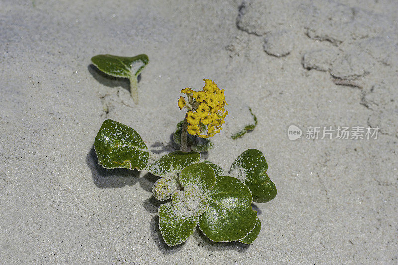 黄沙马鞭草，宽叶栎，阿西洛玛海滩州海滩，加利福尼亚。紫茉莉科。