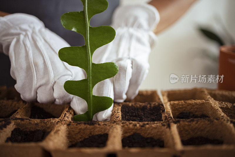 室内花园:一位匿名女子在可生物降解的花盆里种植植物的特写镜头