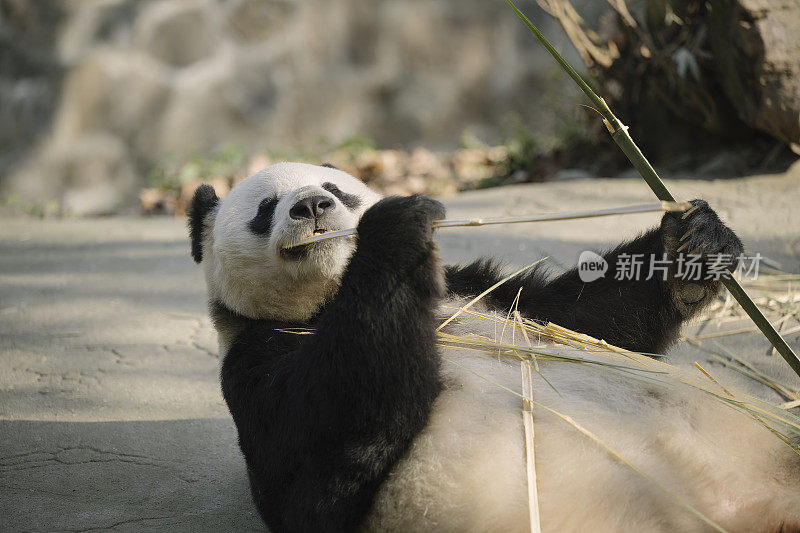 成都大熊猫吃竹子