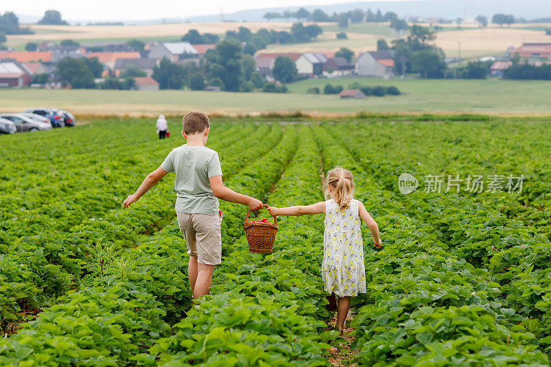 两个兄弟姐妹，学前班的女孩和学校的男孩，在夏天的草莓农场采摘乐趣。孩子们，妹妹和弟弟吃健康的有机食品，新鲜的草莓。孩子们帮忙收割。