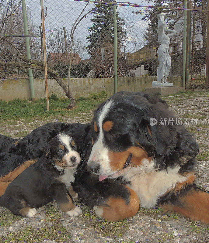 伯尔尼山地犬小狗喜欢大自然。