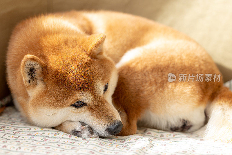 狗躺在床上的特写镜头