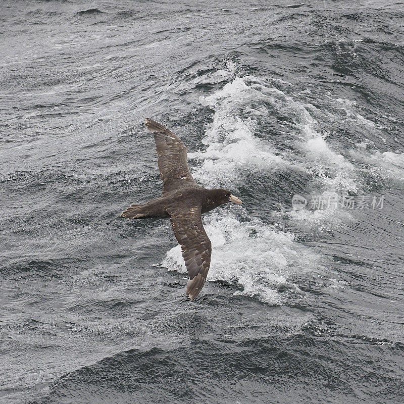 一只南方巨海燕飞过太平洋