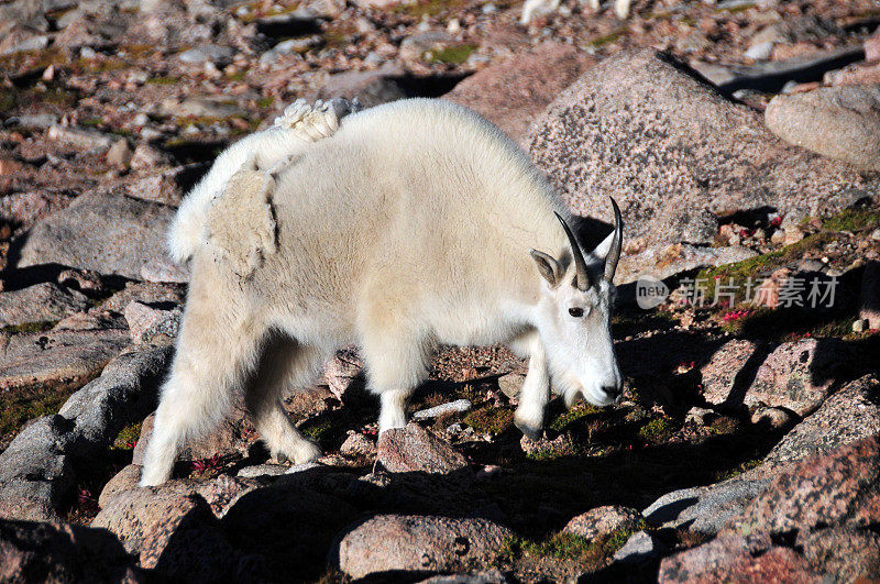 美洲山羊——美国科罗拉多州埃文斯山的一只公山羊