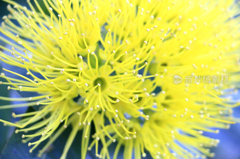 黄茎菊，金色潘达热带雨林树的花