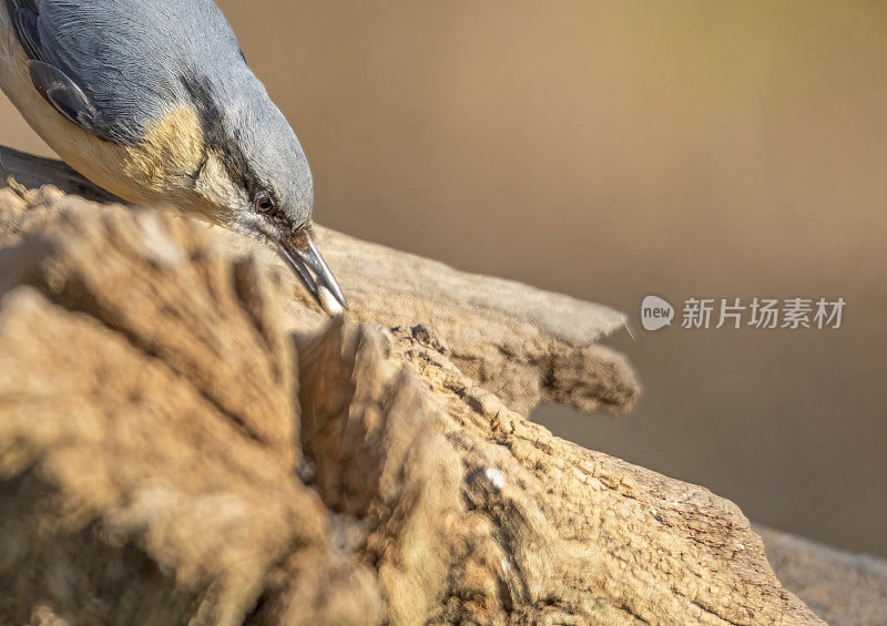 以圆木为食的无尾鸟