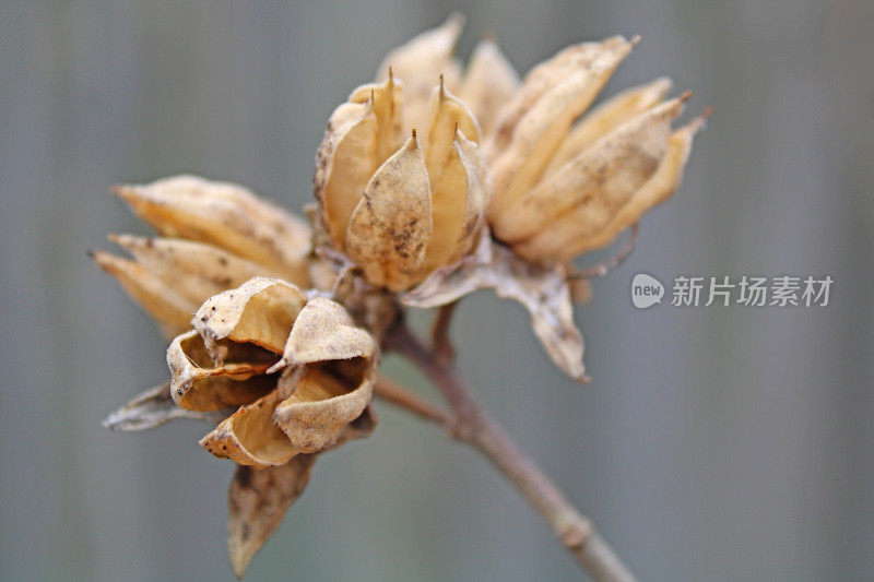 玫瑰沙伦种子荚特写