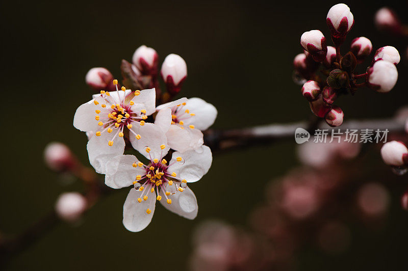 春天粉红色的花