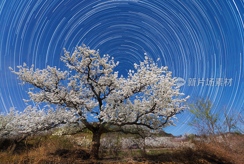 晚上，盛开的梨树面对着长长的北极星轨道