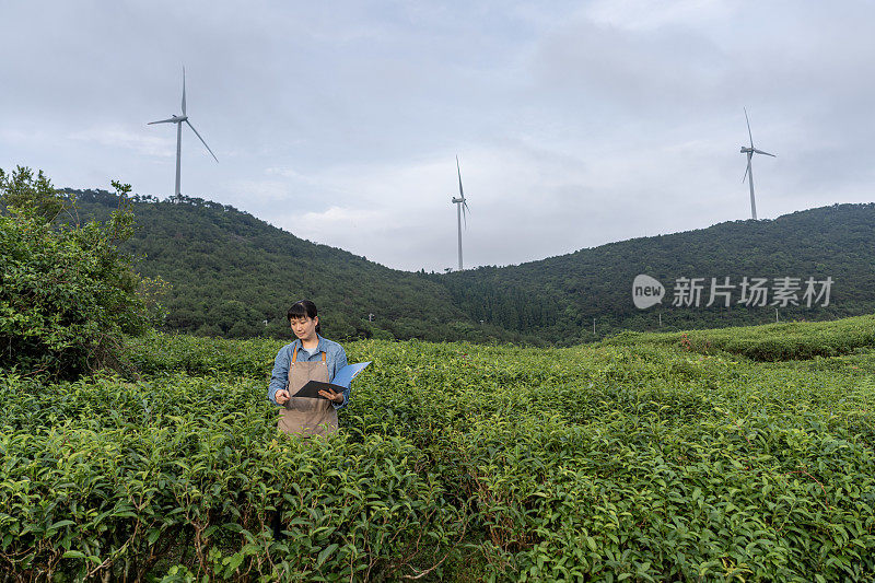 一位亚洲女性农场主在茶园工作