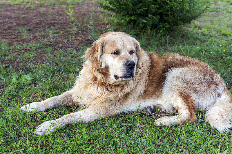 可爱的金毛猎犬坐在花园里的草地上