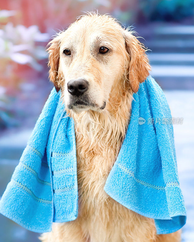 金毛猎犬狗洗澡