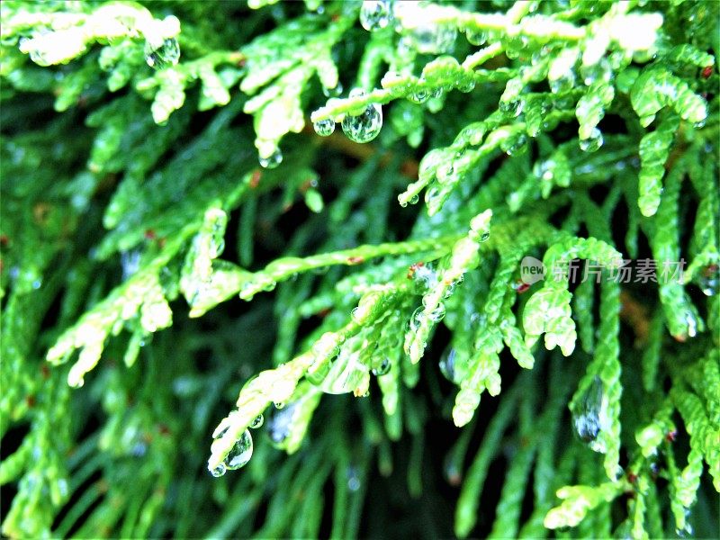 7月。雨天。滴在常青树的针叶上。