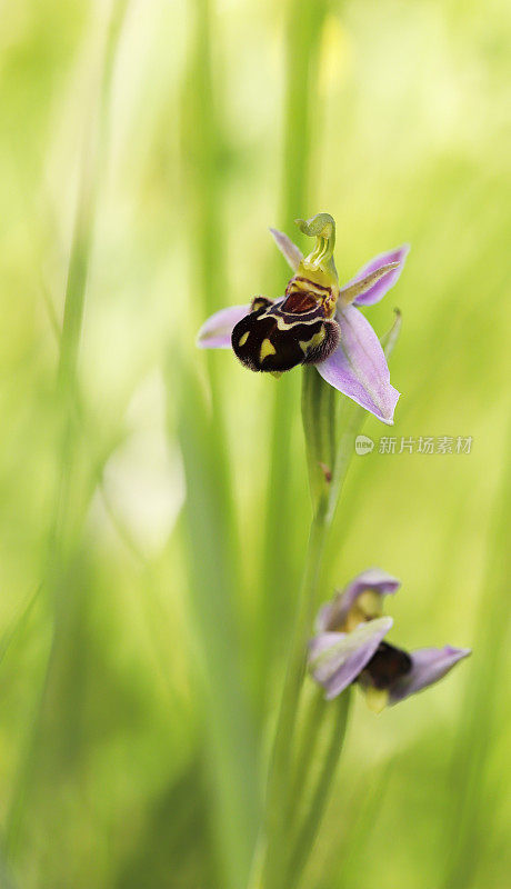 晚蜘蛛兰(欧芙兰)