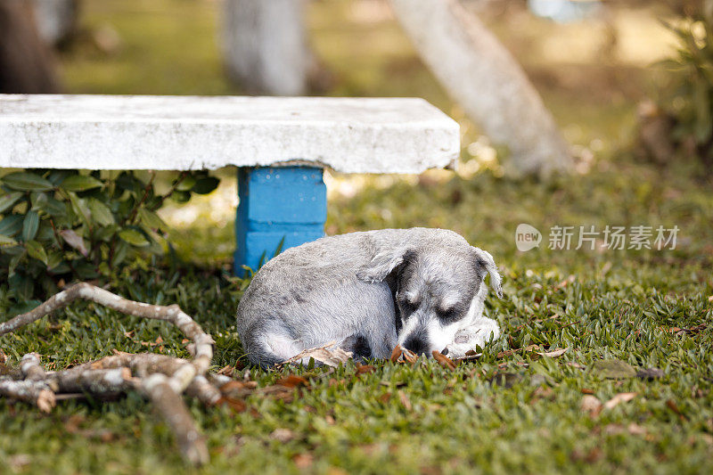 蜷缩着的雪纳瑞狗在长凳旁睡觉