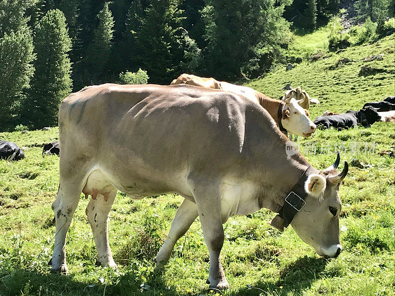 瑞士瓦莱州-内达兹-西维兹-克鲁森湖-风景-奶牛