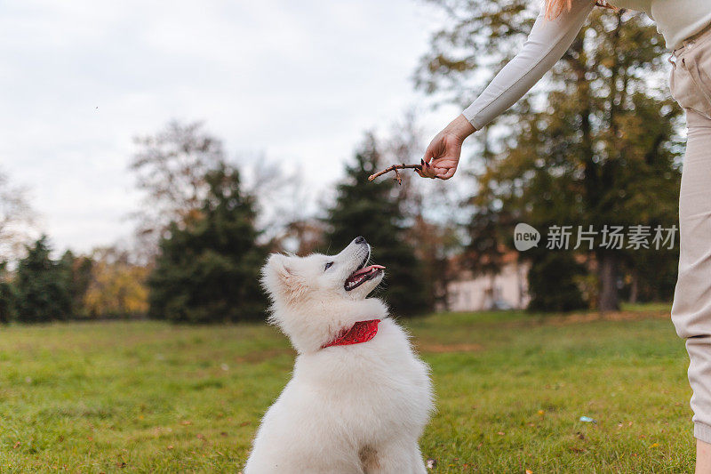 秋天，一位美丽的年轻女子在公园里和她的萨摩耶小狗玩耍