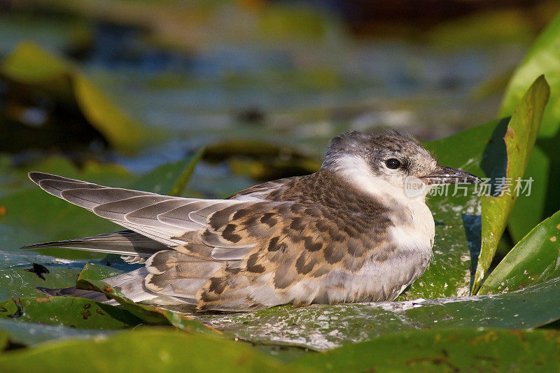 浅聚焦镜头一只长须燕鸥幼鸟栖息在绿色漂浮的水草上