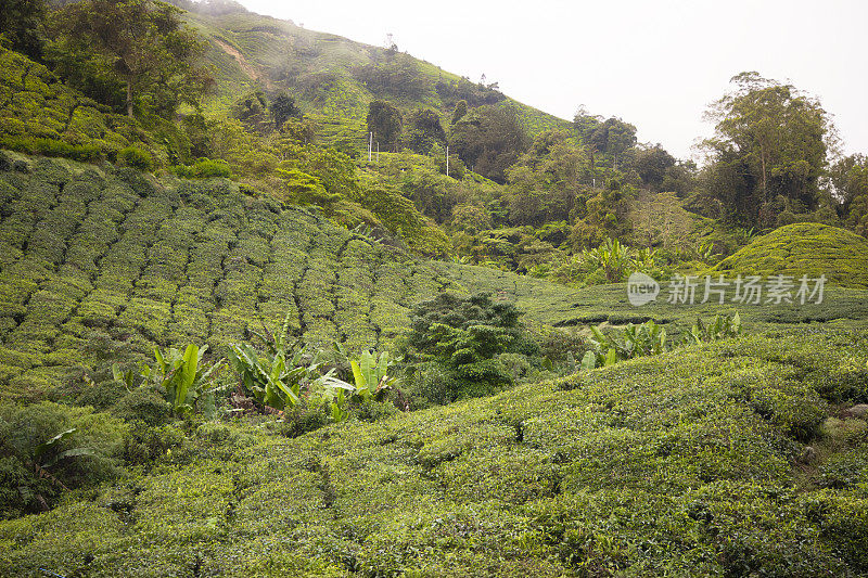 马来西亚金马伦高地的茶园