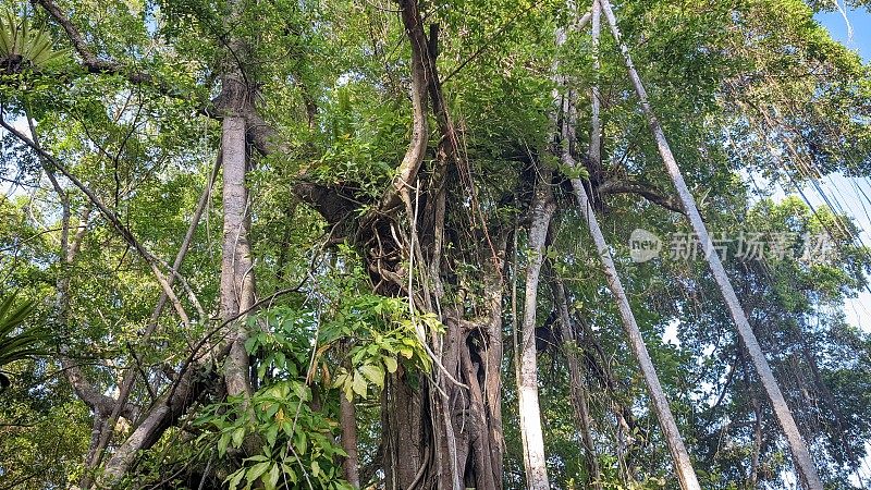 东南亚热带森林的美丽景色，一棵巨大的榕树，树干很大，树干上有许多树枝