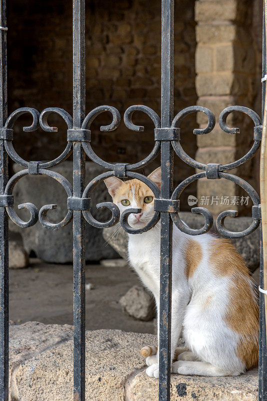 猫坐在门后