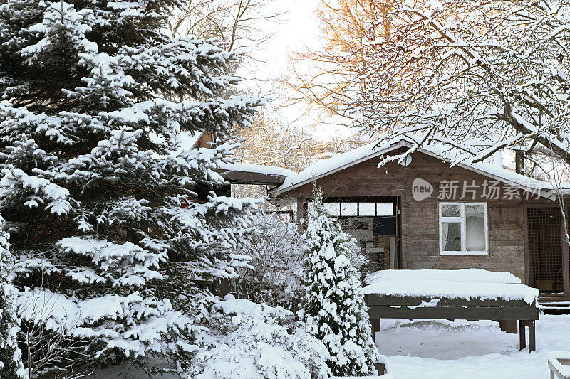 后院花园里的树被雪覆盖着