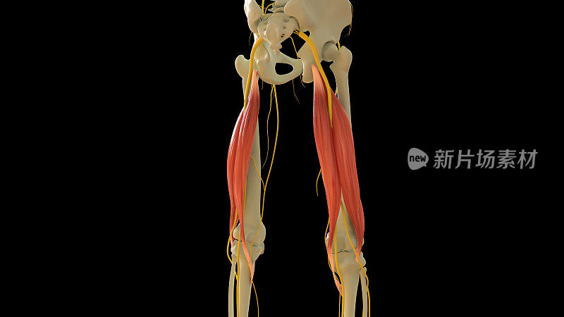 二头股肌肉解剖的医学概念3D渲染