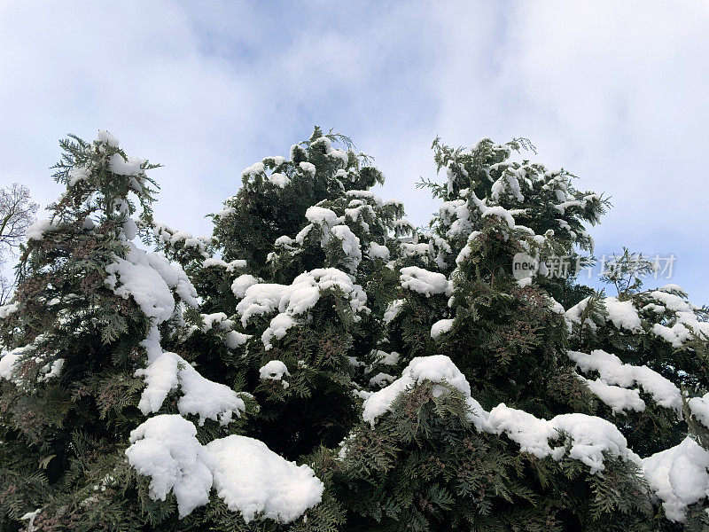 冷杉和松树，覆盖着雪。树枝上覆盖着白雪，映衬着天空。雪中的树顶。冬天的风景。