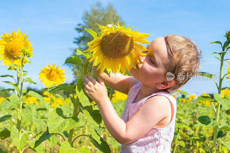 4岁的高加索女孩带着向日葵，孩子在一个阳光明媚的夏日里快乐着。