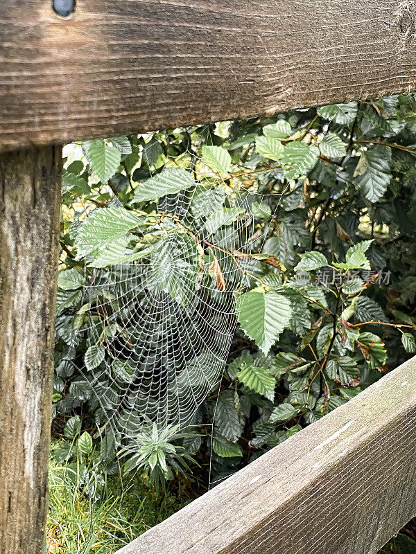 湿轨上的蜘蛛网