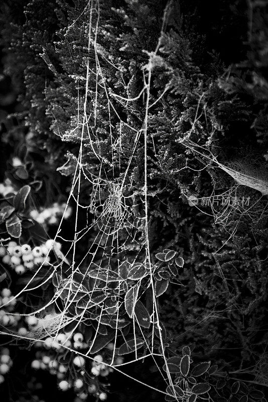 灌木丛上冰冻的蜘蛛网