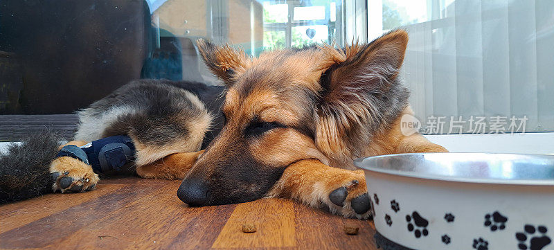 漂亮的德国牧羊犬躺在层压板上，旁边是她的饲料碗睡觉，而大块的饲料躺在她周围，饱饱的，不贪婪的狗。