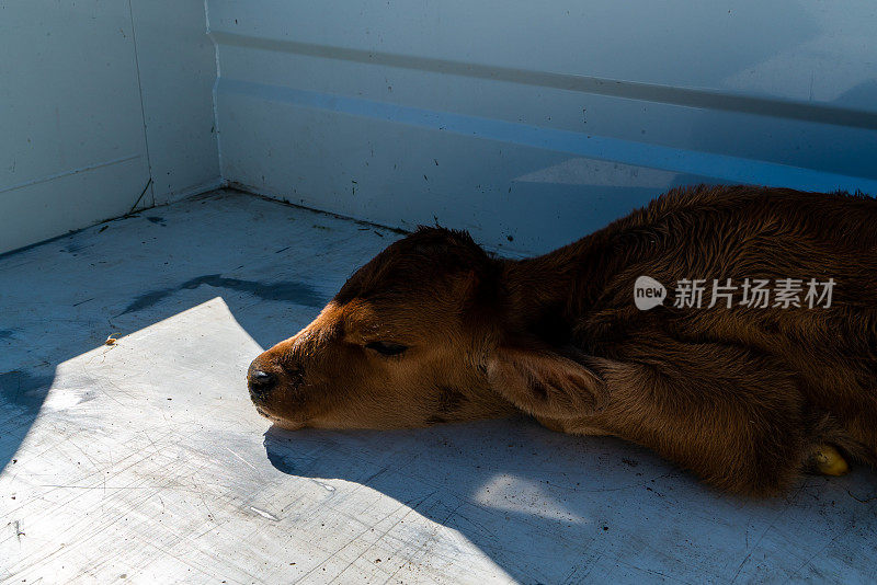 一只刚出生的棕色幼崽安静地躺在农用卡车的床上，被温暖和安全所拥抱。