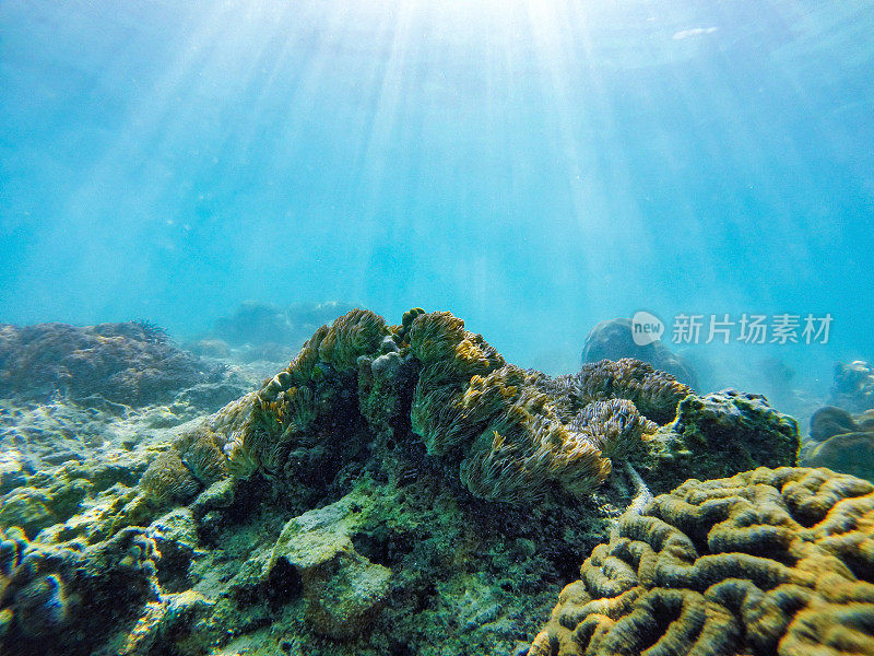 清澈海水中阳光照耀下的珊瑚礁水下照片。