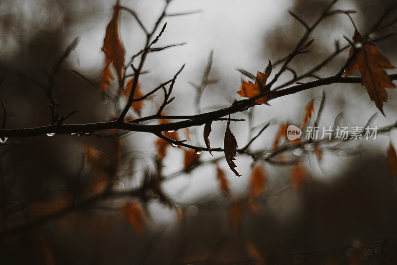 美丽的低键视图秋叶和雨滴