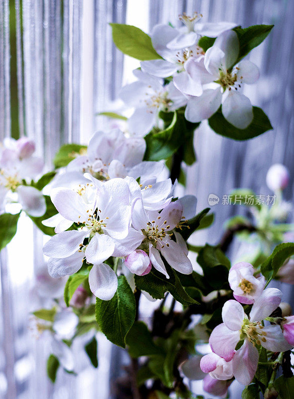 阳光明媚的日子里，窗户上一棵开花的苹果树的树枝