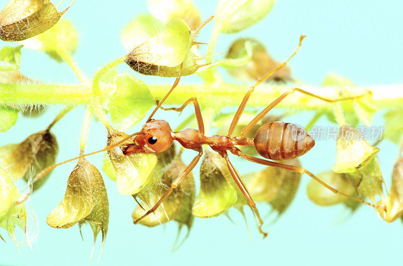蚂蚁爬小白花――动物行为。