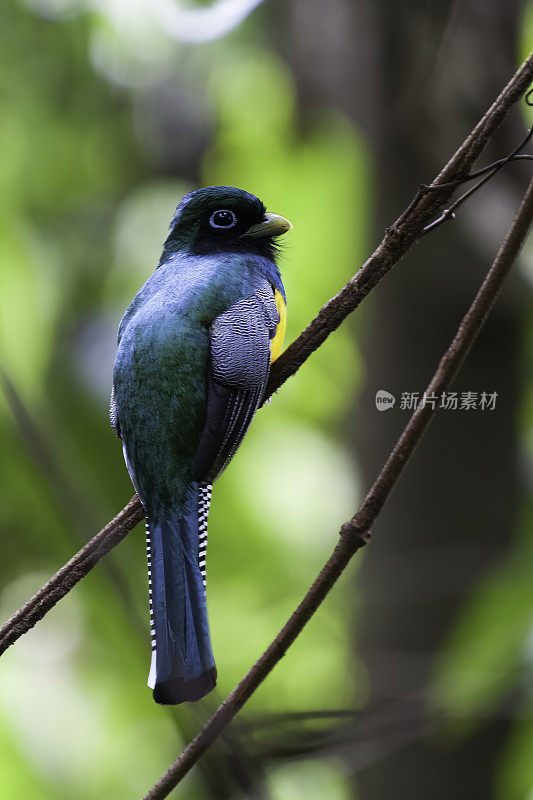 在哥斯达黎加萨拉皮基的森林里，紫罗兰色的Trogon