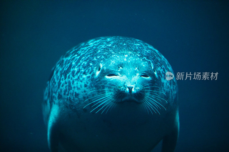 可爱的海豹在动物园水族馆游泳