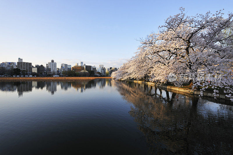 昭和池和盛开的Someiyoshino，日本，东京，Taito，东京，上野公园