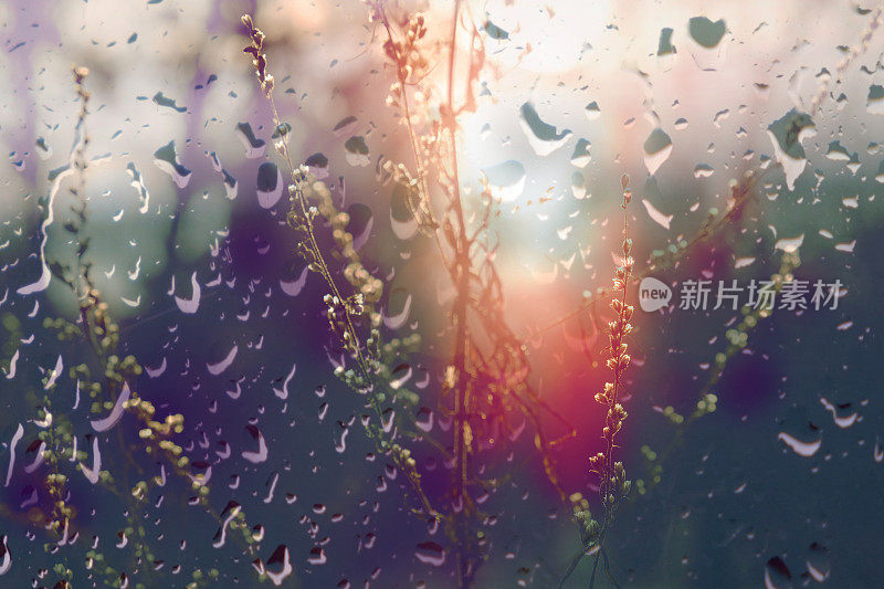 迷离梦幻的秋天背景。仙女日落。芦苇草背景的特写。透过湿漉漉的玻璃窗看到雨滴。电影的风格。