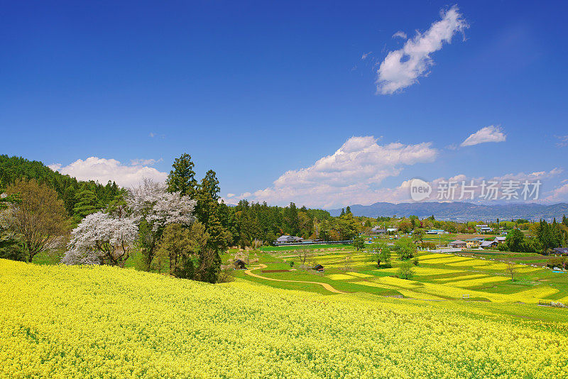 油菜花盛开的梯田、樱花盛开的阿津野盆地和远眺的山脉方向，日本长野县阿津野市