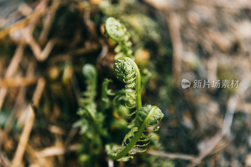 春林中的蕨类植物