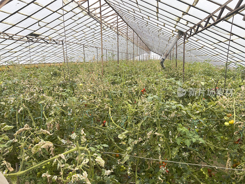 为种植西红柿而建立的温室。