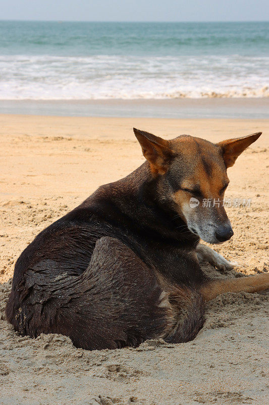 印度果阿，帕洛勒姆海滩，落潮时，一只印度流浪狗躺在海边的沙滩上