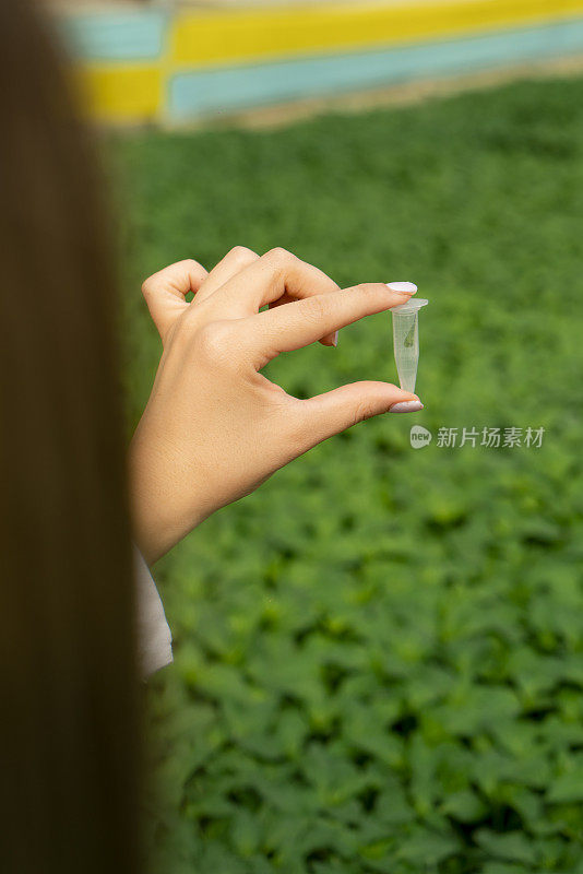 精准农业专家用镊子在受控环境下采集植物样本-农学家