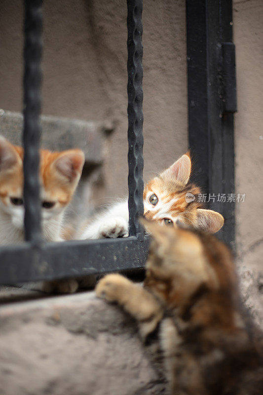 三只流浪小猫在街上玩耍。