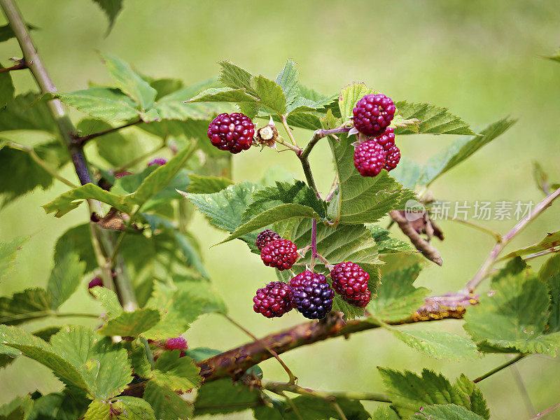 成熟和未成熟的黑莓在树枝上。黑莓的生长。