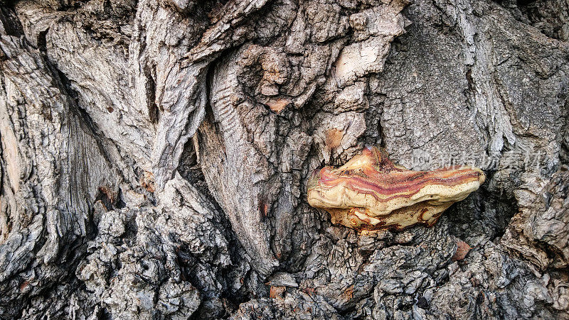 老黑杨树深沟槽树皮上生长的橙色支架真菌的高分辨率小图像
