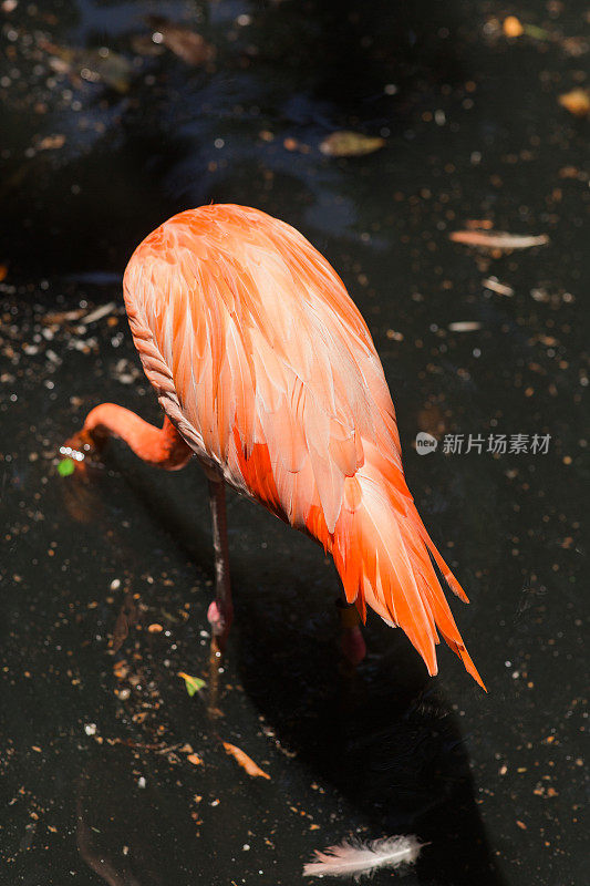 热带粉红火烈鸟在池塘的水